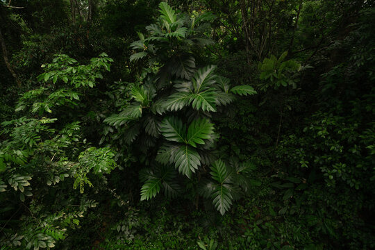 Rainforest in the jungle