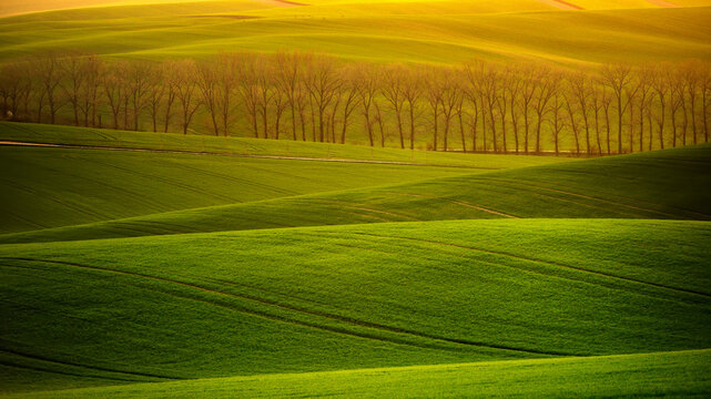 View of the rolling green hills of Moravia with rows of trees under golden hour light in Brno-City District, South Moravian Region, Czechia.