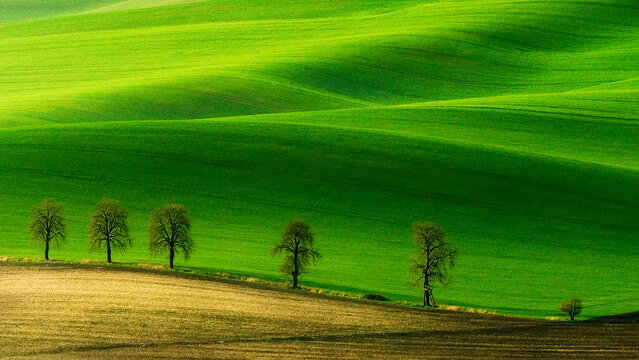 View of rolling green hills in the Moravia region with a line of trees and cultivated fields in the foreground in Brno-City District, South Moravian Region, Czechia.