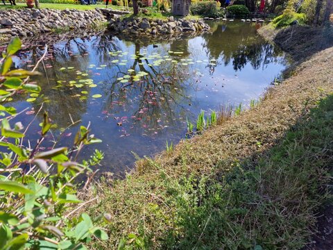 Garden pond with lily pads rocks and reflected trees Hortulus