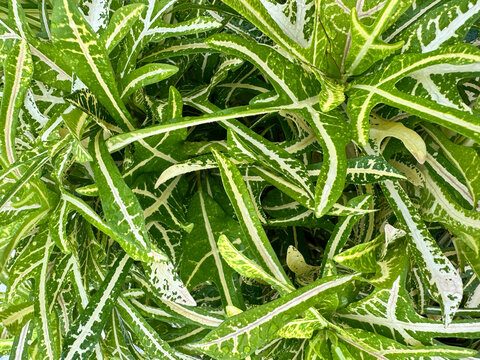 variegated croton leaves texture background, Natural pattern of Codiaeum variegatum plant foliage