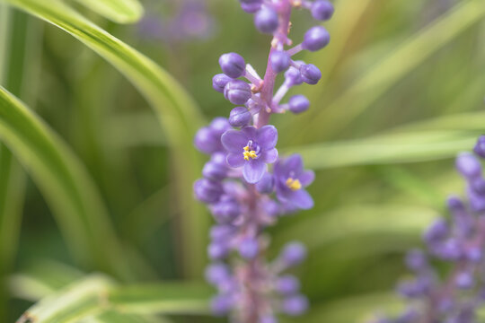 マクロ撮影したフイリヤブラン（学名: Liriope muscari 'Variegata'）の紫色の小さな花
