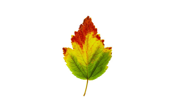 Autumn red yellow leave isolated on a white background