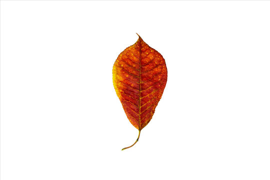 Autumn red orange leave isolated on a white background
