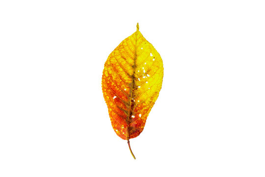 Autumn red orange leave isolated on a white background