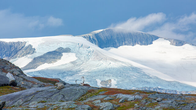 View of a reindeer resting on rocky terrain in front of a massive glacier and snow-capped mountains in Fjord, More og Romsdal, Norway.
