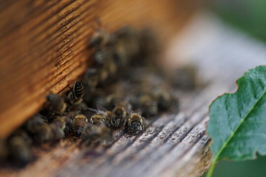 Bees gather near hive entrance as they face threats impacting global ecosystems and agriculture that directly correlate with the survival of our food systems and natural environments