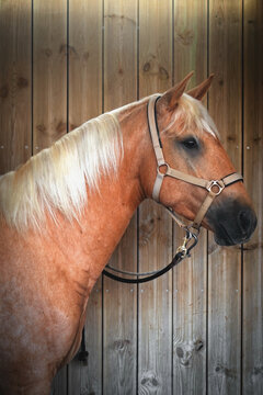 View of a Lusitano horse with a blonde mane and a beige halter standing against a wooden wall in Portugal.