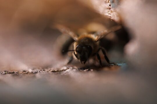 Bee activity in a close-up view showing bees collecting pollen on a surface while creating a buzz and emphasizing the impact of their declining population on ecosystems
