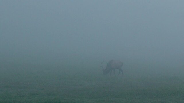 Title: Bull elk walking through dense fog in a pasture, Buffalo National River