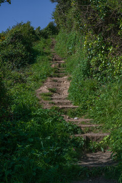 View of the South West Coastal Path winding through lush green vegetation and trees leading towards Portnadler Bay in Looe, Cornwall, United Kingdom.
