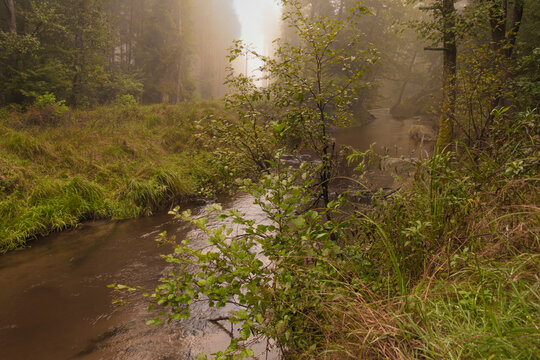 In the misty forest a river flows among the green thickets