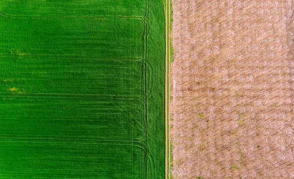 View of a field divided into a lush green crop section and a dry brown harvested section separated by a narrow dirt path in Romania.