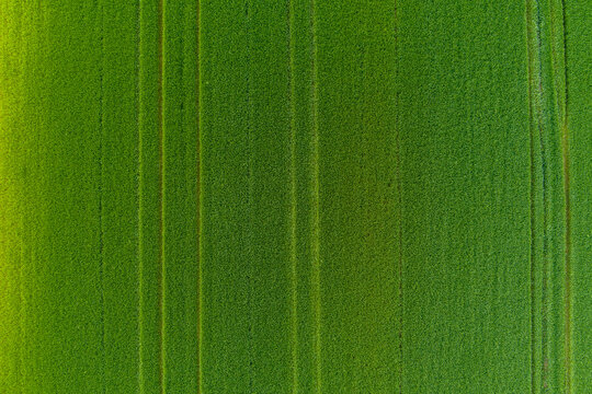 View of a lush green agricultural field with parallel tractor tracks running through the crops in Romania.