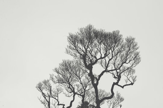 Minimalist silhouette of a leafless tree against a plain sky