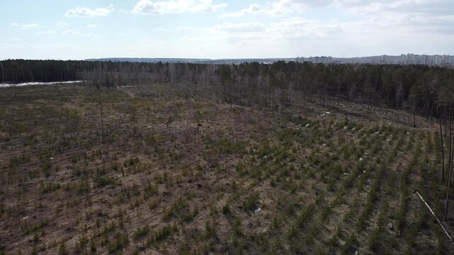 Aerial view of a cleared forest field under cloudy skies. Rows of young saplings stretch across the terrain. Natural light casts soft shadows on the earth. The horizon shows distant trees