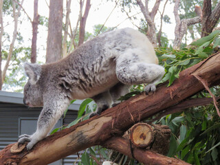 Side view of a koala walking along a sloping eucalyptus branch on all fours with sharp claws gripping the bark in a wildlife sanctuary in Australia © Benedikt