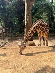 giraffe in zoo © andinenatalia