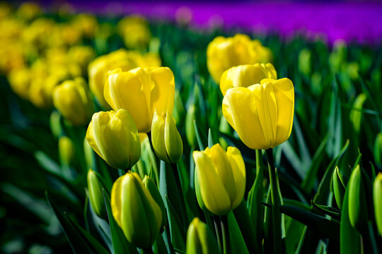 View of vibrant yellow tulips blooming in a field with green stems and leaves under bright sunlight in the Netherlands.