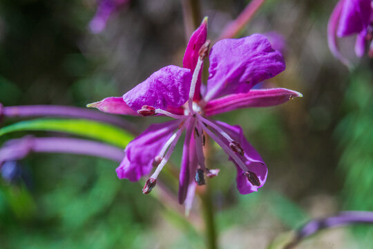 View of a vibrant purple Rosebay Willowherb flower with prominent stamens in a natural setting in Looe, Cornwall, United Kingdom.