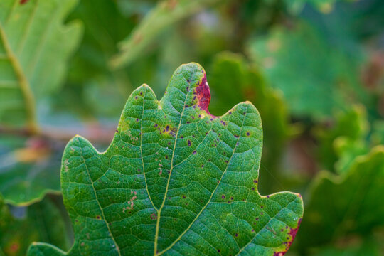 View of a close-up green oak leaf with visible veins and brown spots in Looe, Cornwall, United Kingdom.