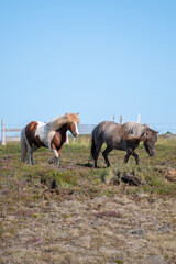 Fototapeta premium Two Icelandic Horses Walking Through the Icelandic Countryside