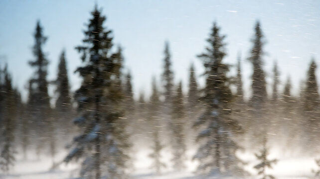 blizzard with snow driven sideways by wind in a boreal forest