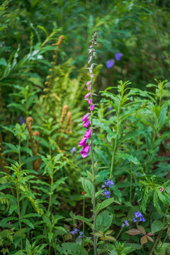 View of a vibrant purple foxglove flower blooming amidst lush green ferns and foliage in a garden in Looe, Cornwall, United Kingdom.