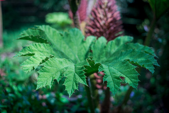 View of a large, serrated green leaf of a Gunnera manicata plant with a blurred purple flower spike in the background in Looe, Cornwall, United Kingdom.