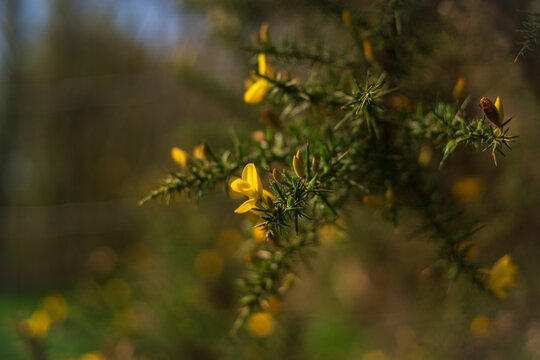 View of bright yellow gorse flowers blooming on a spiky green shrub in the countryside in Looe, Cornwall, United Kingdom.