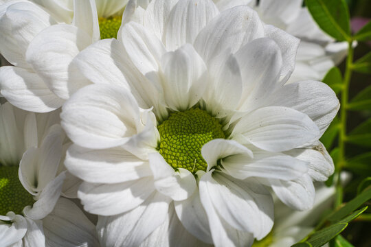View of a white chrysanthemum flower with a vibrant green center, captured in a garden setting in Looe, Cornwall, United Kingdom.