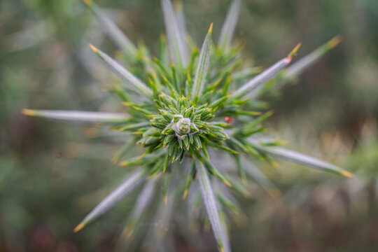 View of a close up of a spiky gorse plant with sharp green leaves and yellow tips in a natural setting in Looe, Cornwall, United Kingdom.
