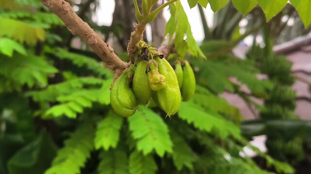 Close-up video of unripe starfruit growing on a tree, surrounded by fresh green foliage, showcasing tropical nature, organic textures, and natural growth.