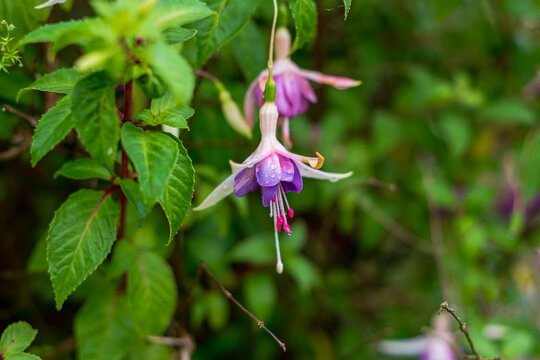 View of a delicate fuchsia flower with purple and white petals covered in water droplets, surrounded by lush green foliage in Looe, Cornwall, United Kingdom.