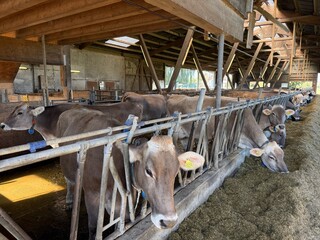 Brown dairy cows feeding at metal stanchions along long hay trough inside wooden barn with overhead beams, cattle heads in foreground and daylight at open side © DIgnat_Switzerland