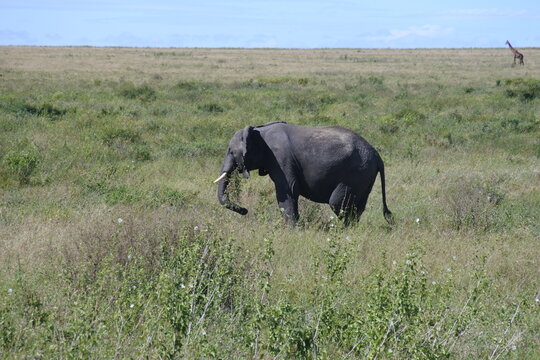Ein Elefant und eine Giraffe in der Serengeti	