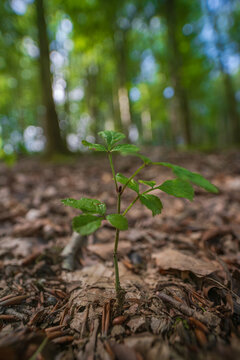 View of a small green sapling growing from the forest floor covered in dry leaves and twigs in Deer Park, Looe, Cornwall, United Kingdom.