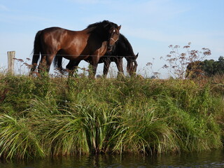 Two brown horses grazing on green pasture beside water under blue sky © Tim