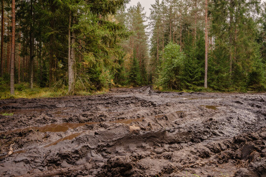 Severely rutted muddy forest road after logging and heavy machinery traffic