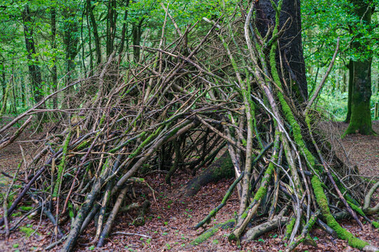 View of a makeshift den constructed from fallen branches and sticks nestled against a moss-covered tree trunk in the woodland of Deer Park, Looe, Cornwall, United Kingdom.