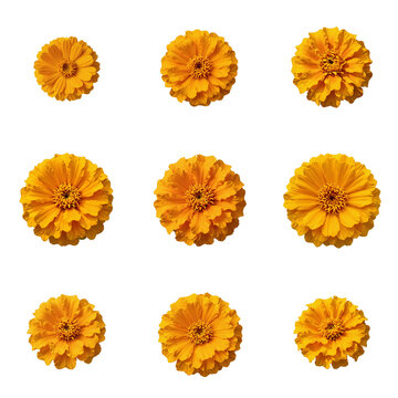 Pattern of nine orange marigold flowers isolated against a black background in a square format