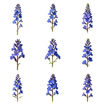 Charming blue gentian scabra flowers create a visually appealing botanical arrangement
