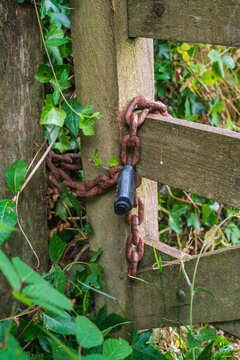 View of a rusty metal chain and a black padlock securing a weathered wooden gate surrounded by green ivy and foliage in Bodmin, Cornwall, United Kingdom.
