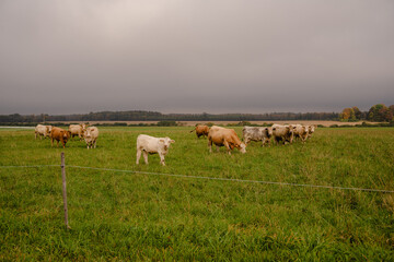 Beef cattle herd grazing on green pasture under an overcast sky © Edijs