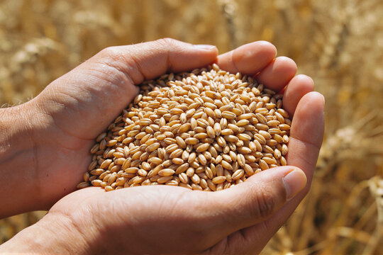 Sun-bleached hands cradling golden wheat kernels with a blurred wheat field behind