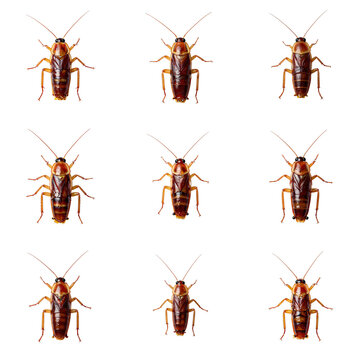 Multiple american cockroaches are arranged on a black background in a studio setting