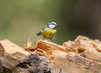 Eurasian Blue Tit (Cyanistes caeruleus) perching on a rotten tree trunk. © VOLODYMYR KUCHERENKO