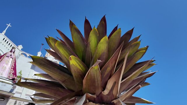 Tropical agave plant with Simala Shrine in background, Cebu