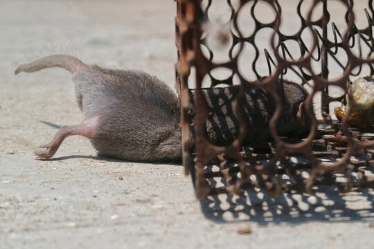 Small rat trapped inside a rusty metal wire cage trap outdoors.