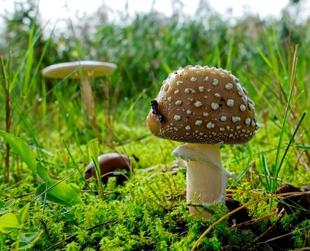Panther Amanite, mushroom in the grass.